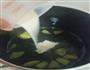 水果果冻的做法图解4