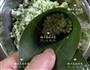 绿西米水晶粽的做法图解5