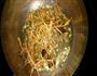 泰式虫草金针菇的做法图解2