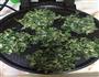 红薯叶坨子的做法图解4