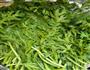 炎炎夏日的爽口小菜-凉拌茼蒿的做法图解2