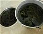 自制葡萄酒的做法图解1