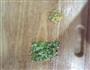 猪肉鲜虾小馄饨的做法图解4