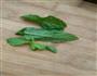 柠檬薄荷茶的做法图解3