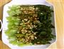 白灼油菜的做法图解6