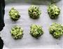 马苏里拉芝士油菜土豆泥的做法图解5