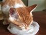 自制猫咪妙鲜包辅食的做法图解4