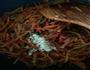 素鱼香肉丝的做法图解8