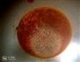 香煎豆腐的做法图解6