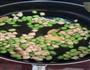 番茄青豆鸡丁的做法图解4