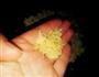 超初级虾皮烧豆腐的做法图解4