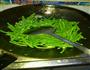 清炒豇豆的做法图解3