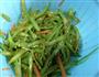 芝香四季豆的做法图解6