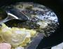 酸菜鱼的做法图解7