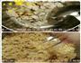 鱼肉肉松的做法图解4