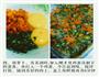 儿童午餐肉的做法图解5