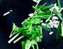 西兰花和边角料的做法图解3