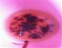 肉饼蒸老豆腐的做法图解5