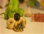 青椒青头菌的做法图解1