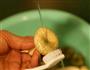 青椒青头菌的做法图解3