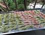 手工三色蔬菜汁蝴蝶面的做法图解4