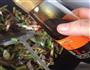 酸豆角炒鸭肫的做法图解13