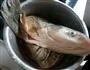 铁锅炖鱼的做法图解2