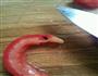 西红柿情侣天鹅的做法图解9