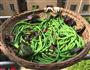 扑豆角的做法图解2