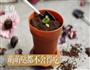 盆栽酸奶的做法图解7