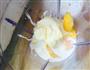 芒果奶油冰激凌的做法图解3