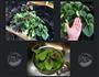 南洋风味-菠菜板面/Spinach Pan Mee的做法图解1
