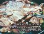 茄汁鸡肉的做法图解6