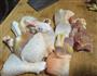 板栗焖鸡肉的做法图解1