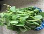 素炒青菜的做法图解3