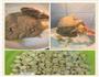 广式莲蓉蛋黄月饼50g的做法图解2