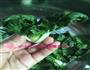 奶白菜炒豆腐的做法图解1