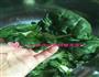 奶白菜炒豆腐的做法图解2