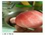 消暑蜜桃饮的做法图解1