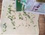 葱香花卷的做法图解7