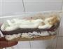 木糠杯的做法图解10
