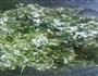 野韭菜花酱的做法图解1