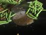 烧肉炒豆角的做法图解8