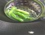 超详细的鸭黄豆角做法的做法图解1