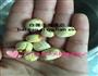 猴头菇竹荪汤的做法图解2
