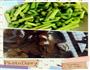 山西过油肉的做法图解1