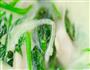 焗烤扇贝佐菠菜的做法图解12