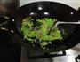 虹豆蛋炒饭的做法图解8