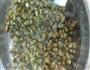川味爆炒田螺的做法图解1