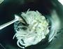 咖喱土豆牛肉的做法图解4